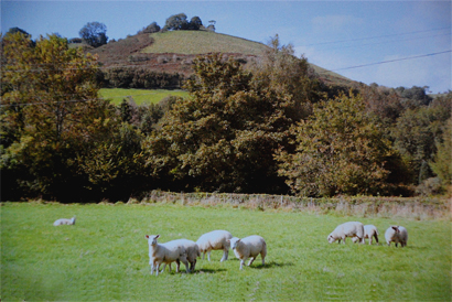 view from B&B near Bridport