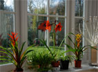 flowers in conservatory