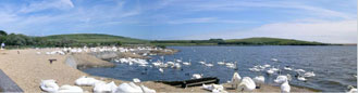 Abbotsbury swannery