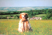 wild flower meadow in West Dorset