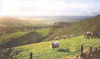 Dorset landscapes 