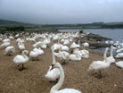 Abbotsbury swans