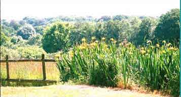 View from garden towards Powerstock Common