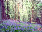 bluebell woods in WEst Dorset