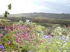 Eggardon wild flowers