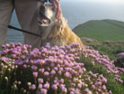 Thrift on C;iffs near Burton Bradstock