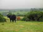 cattle near Powerstock Common
