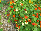 nasturtiums