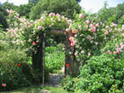 rose arch