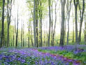 Hooke Woods bluebells