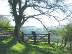 gate near south Poorton