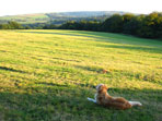 field in West Dorsest