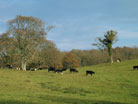 cattle near Mapperton