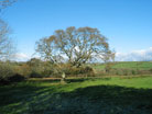 oak tree near B & B