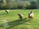 sheep in B&B field